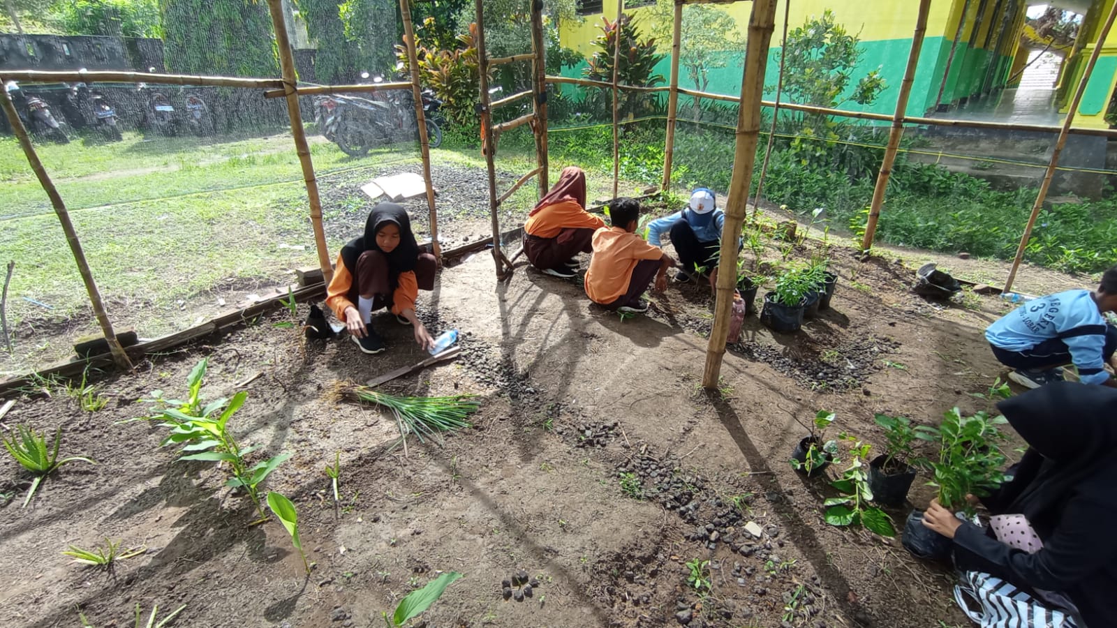 PROYEK BUDIDAYA TOGA (TANAMAN OBAT KELUARGA)