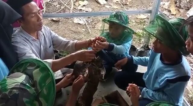 BUDIDAYA LEBAH MADU TRIGONA